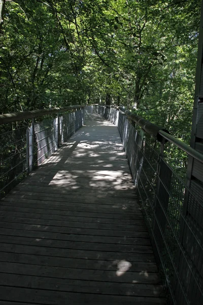 Baumkronenpfad Hainich Nemzeti Parkban — Stock Fotó