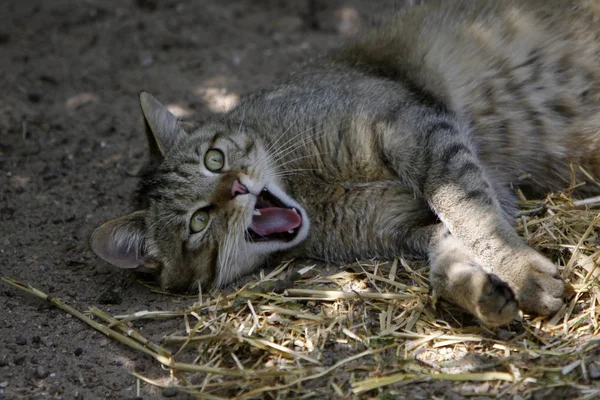 一只可爱的猫的肖像 — 图库照片