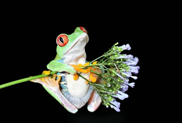 One Most Beautiful Creatures Planet Earth Red Eyed Tree Frog — Stock Photo, Image
