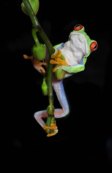 Uma Das Criaturas Mais Bonitas Planeta Terra Olhos Vermelhos Agalychnis — Fotografia de Stock