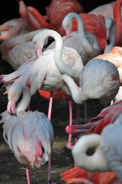 Vista Panorâmica Belo Pássaro Flamingo Natureza — Fotografia de Stock