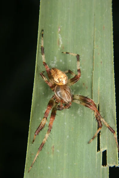 Αρρενική Αράχνη Araneus Diadematus Ένα Φύλλο — Φωτογραφία Αρχείου