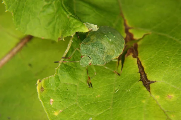Kokuşmuş Palomena Prasina Yaprağın Üzerindeki Larva — Stok fotoğraf
