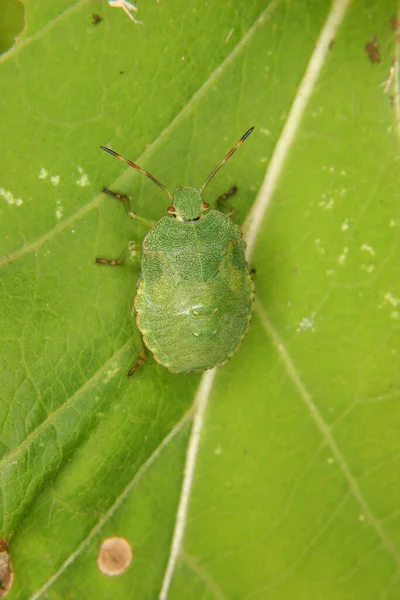 Stinkwanze Palomena Prasina Larva Uma Folha — Fotografia de Stock