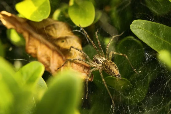 Trechterspin Agelena Labyrinthica — Stockfoto