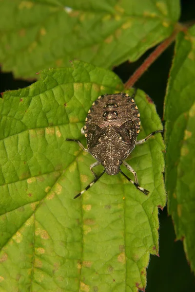 Lekeli Üreme Böceği Elasmucha Grisea Yaprak Üzerindeki Larva Portre — Stok fotoğraf