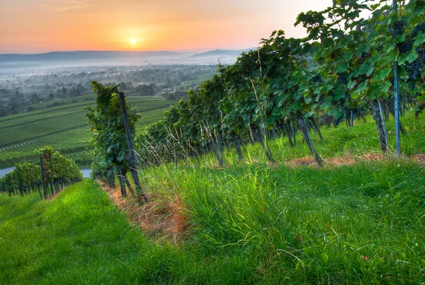 Flora Countryside Vineyard Agriculture — Stock Photo, Image