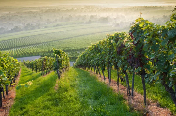 Forêt Vignobles Soleil Été — Photo