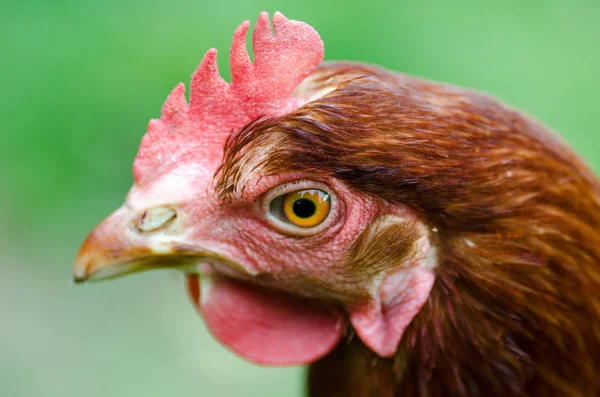 有機農場で育てられた茶色の鶏の頭部の肖像画 側面から見た — ストック写真