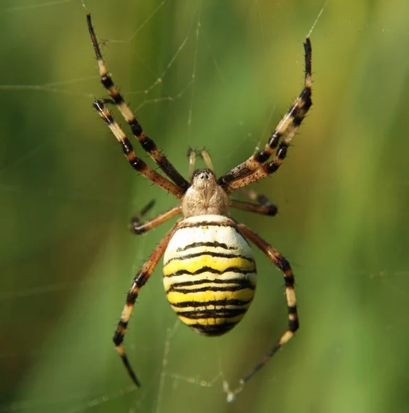 Zebraspinne Doğadaki Tehlikeli Örümcek — Stok fotoğraf