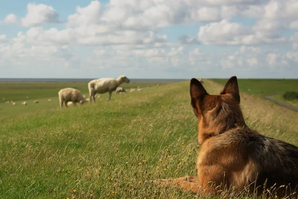 Animales Granja Enfoque Selectivo — Foto de Stock