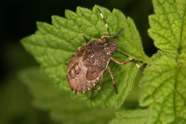 Gevlekte Broedwants Elasmucha Grisea Larve Een Blad Portret — Stockfoto