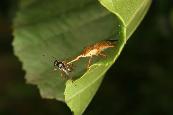 Bug Assassino Reduviidae Com Uma Mosca Capturada — Fotografia de Stock