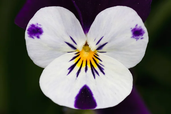 Красивые Цветы Цветочные Концепции Фона — стоковое фото