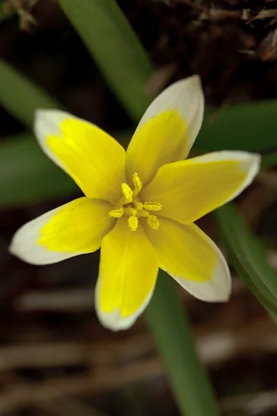 Tulipa Tarda Branco Amarelo Tulipa Tarda — Fotografia de Stock