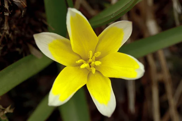 Tulipa Tarda Branco Amarelo Tulipa Tarda — Fotografia de Stock