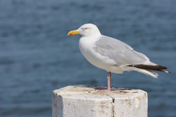 Vue Panoramique Magnifique Oiseau Mouette Mignon — Photo