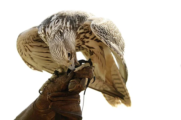 Malowniczy Widok Piękny Ptak Estrel — Zdjęcie stockowe