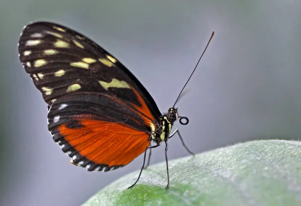 Heliconius Hecale Inseto Borboleta — Fotografia de Stock