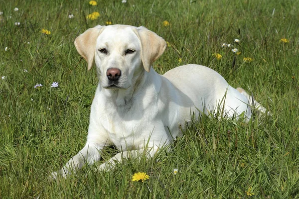 Labrador Retriever Cane Animale — Foto Stock