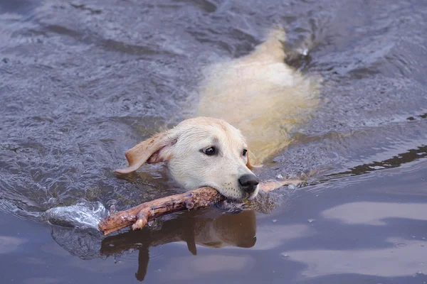Labrador Het Water — Stockfoto