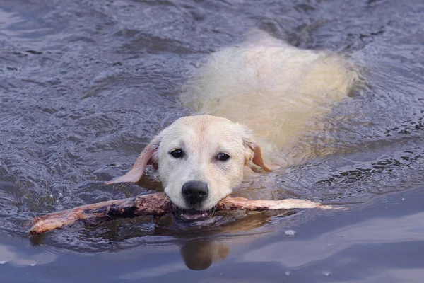 Labrador Acqua — Foto Stock