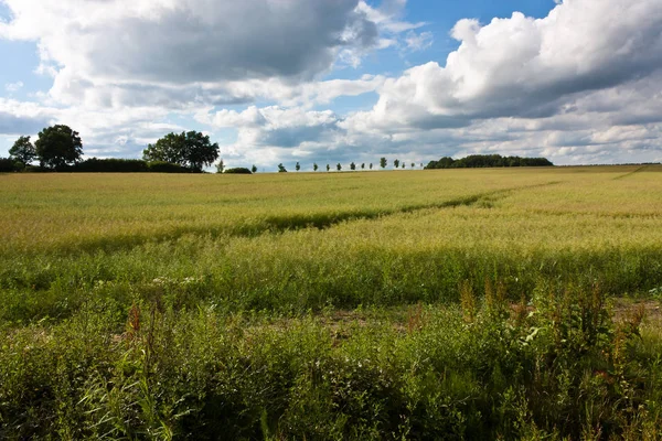 Landwirtschaft Feld Landschaft Land Land — Stockfoto