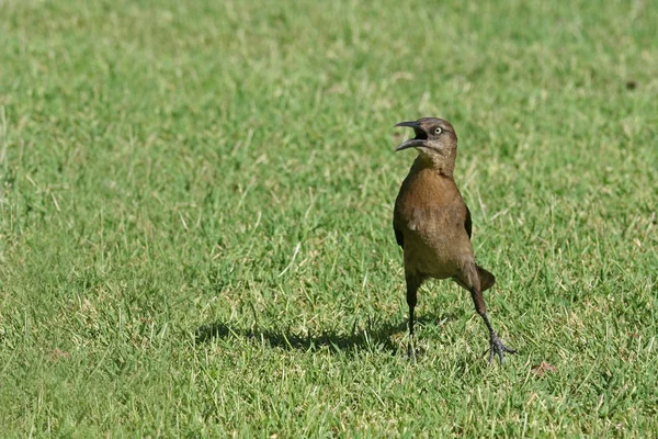 Vista Panorámica Hermoso Pájaro Naturaleza — Foto de Stock