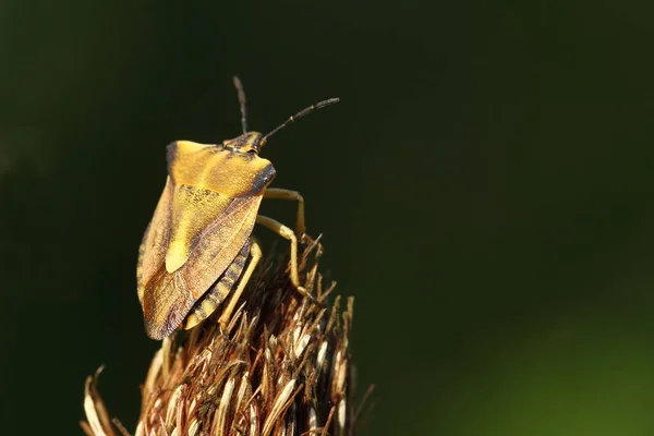 Kuzey Meyve Böceği Carpocoris Fuscispinus — Stok fotoğraf