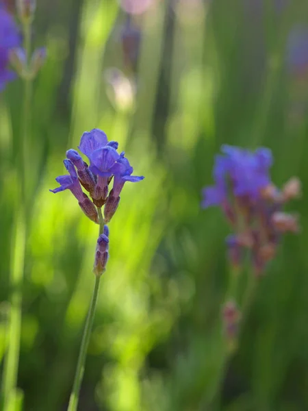 Purpurowe Kwiaty Lawenda Fioletowa — Zdjęcie stockowe