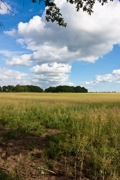 Agriculture Field Farm Land — Stock Photo, Image