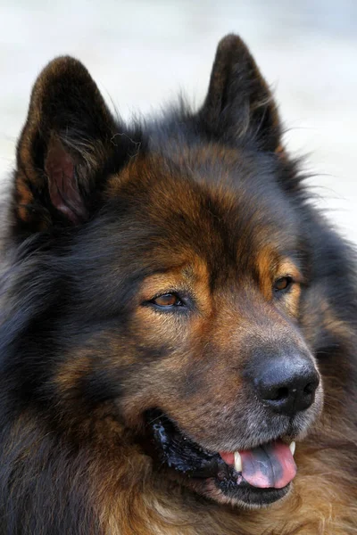 Portrait Cute Dog — Stock Photo, Image