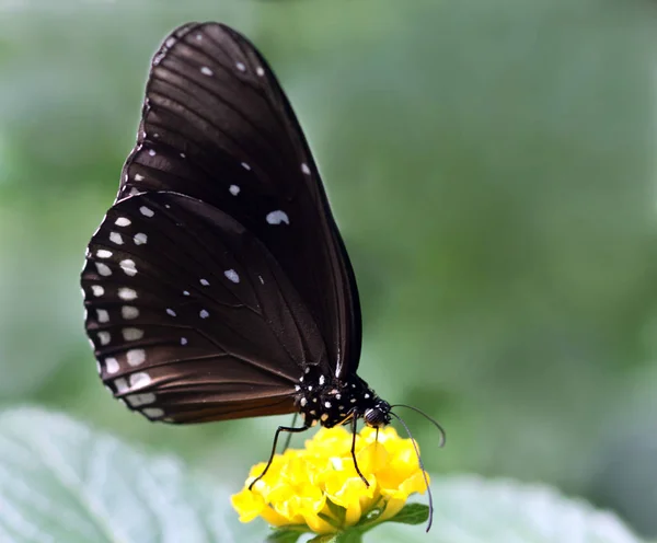 Mariposa Una Flor —  Fotos de Stock