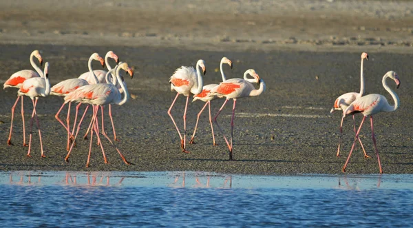 Flamingi Dzikiej Przyrody Kampusie — Zdjęcie stockowe