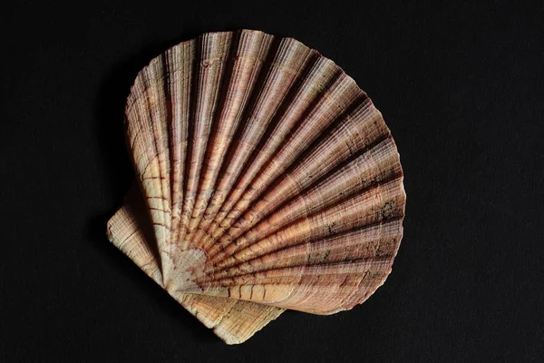 Seashell Στο Μαύρο Φόντο — Φωτογραφία Αρχείου