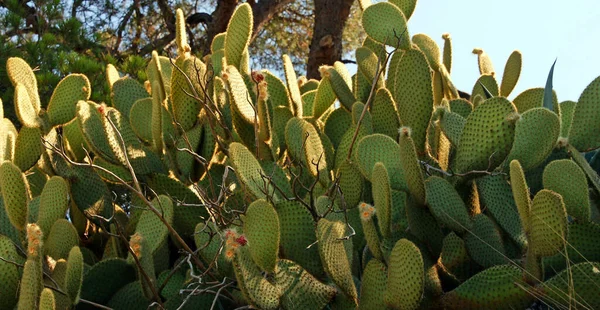 Trópusi Egzotikus Növény Természet Flóra — Stock Fotó