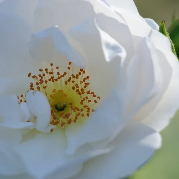 Vackra Blommor Blommigt Koncept Bakgrund — Stockfoto