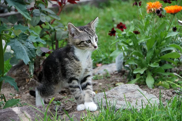 Porträtt Söt Katt — Stockfoto