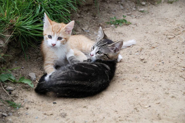 Hayvanat Bahçesindeki Hayvana Yakın Çekim — Stok fotoğraf