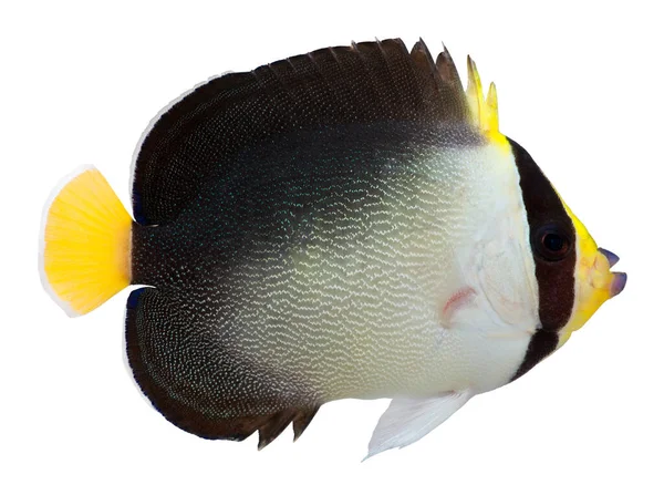 Vermiculated Angelfish Isolated White Background Chaetodontoplus Mesoleucus — Stock Photo, Image