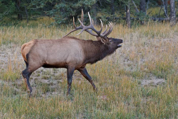 Bugling Bull Elk Cervus Canadensis Jasper Ulusal Parkı Alberta Kanada — Stok fotoğraf