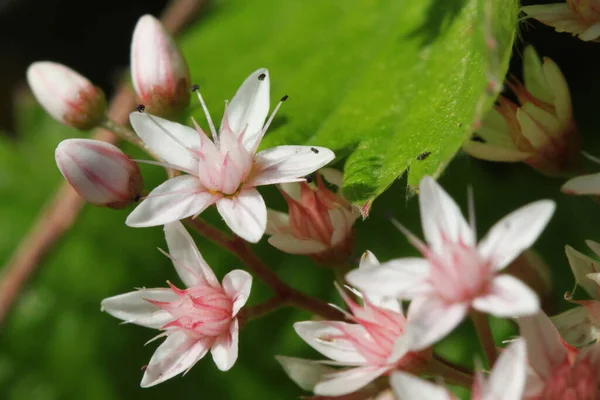 Verschillende Bloemen Selectieve Focus — Stockfoto