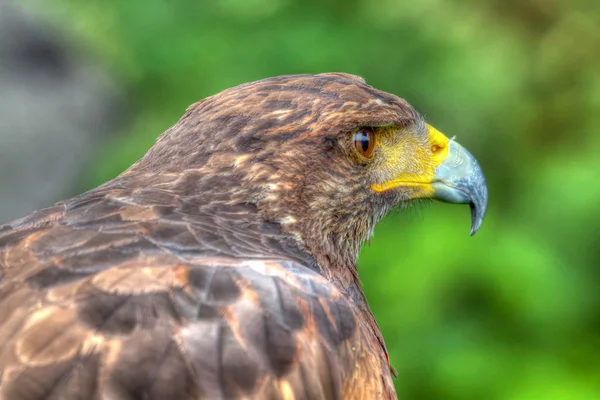 Schilderachtig Uitzicht Majestueuze Buizerd Roofdier — Stockfoto