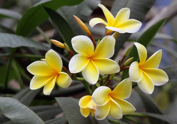 Fiori Diversi Attenzione Selettiva — Foto Stock