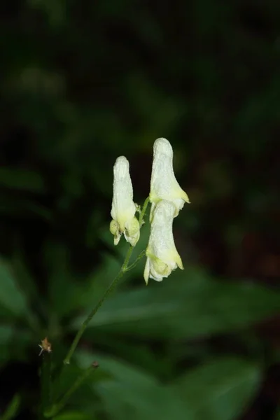 Natursköna Vackra Färgglada Orkidé Blomma — Stockfoto