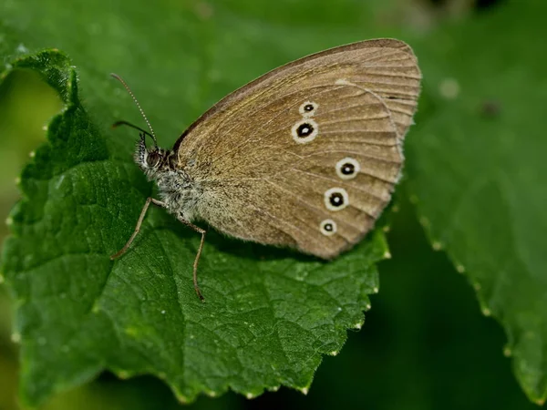 Close Της Πεταλούδας Στο Περιβάλλον Έννοια Αγριότητα — Φωτογραφία Αρχείου