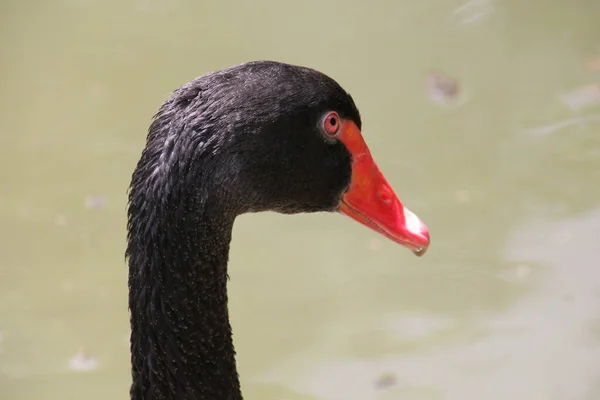 Vogelbeobachtung Niedlicher Vogel Wilder Natur — Stockfoto