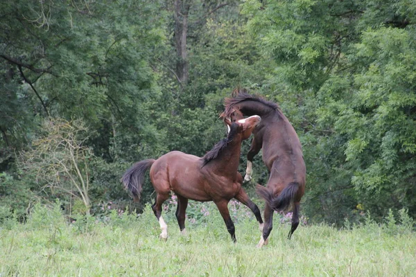 昼間は屋外の馬 — ストック写真