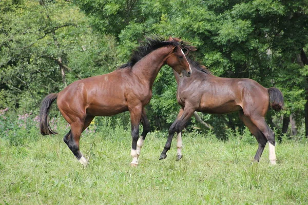 Cheval Mignon Prise Vue Plein Air Jour — Photo