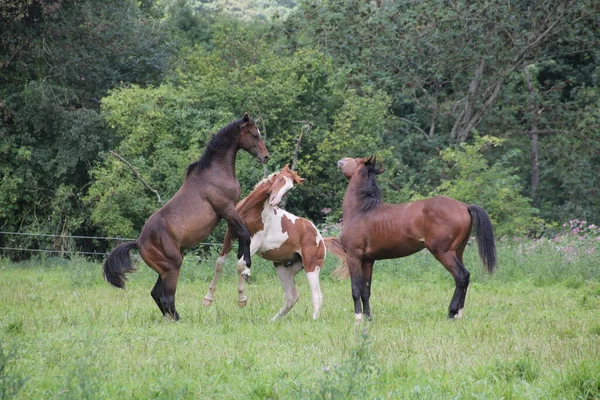 Cheval Mignon Prise Vue Plein Air Jour — Photo